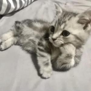 Alfred